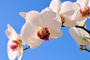2026年亚冠联赛决赛 中超球队时隔多年再度问鼎亚洲，亚冠中超决赛对阵表